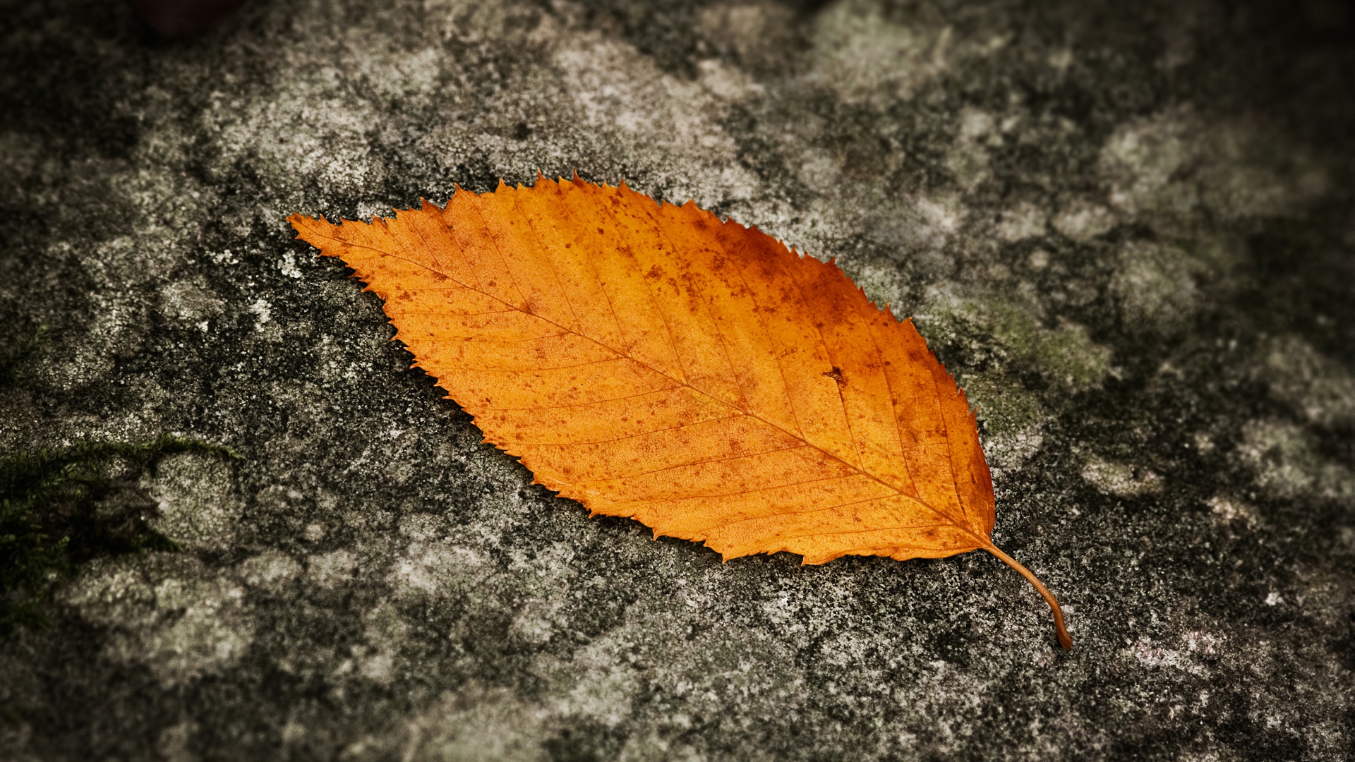 Fallen Leaf 1920x1080 HDTV Amazing Landscape Photographies of Sven Müller