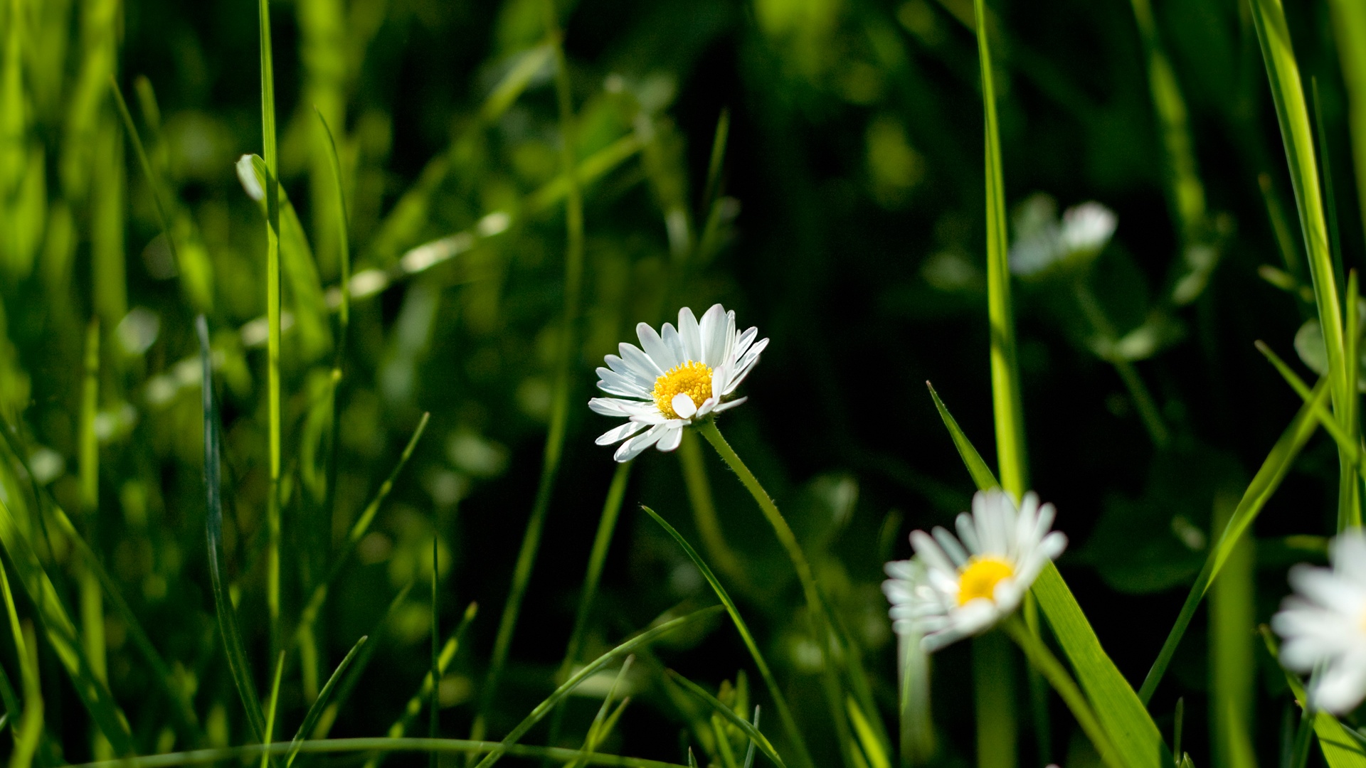 daisy 1920x1080 HDTV Amazing Landscape Photographies of Sven Müller